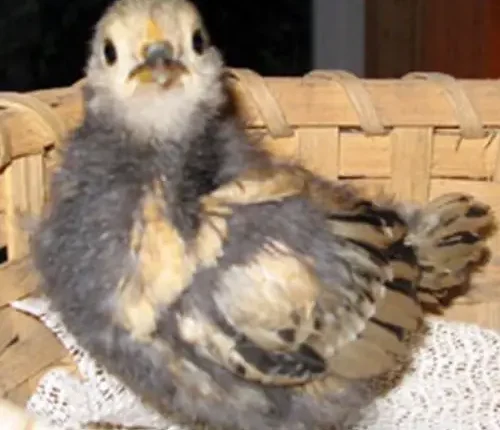 Peanut as a chick (2002)